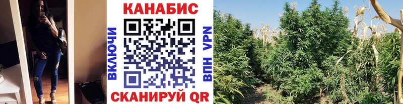 наркота  Петровск-Забайкальский  Канабис конопля 